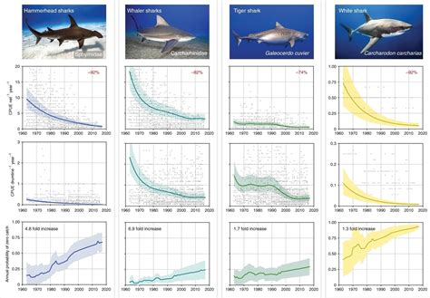 ntivb what is it|A third of sharks are threatened with extinction. Here’s what one .